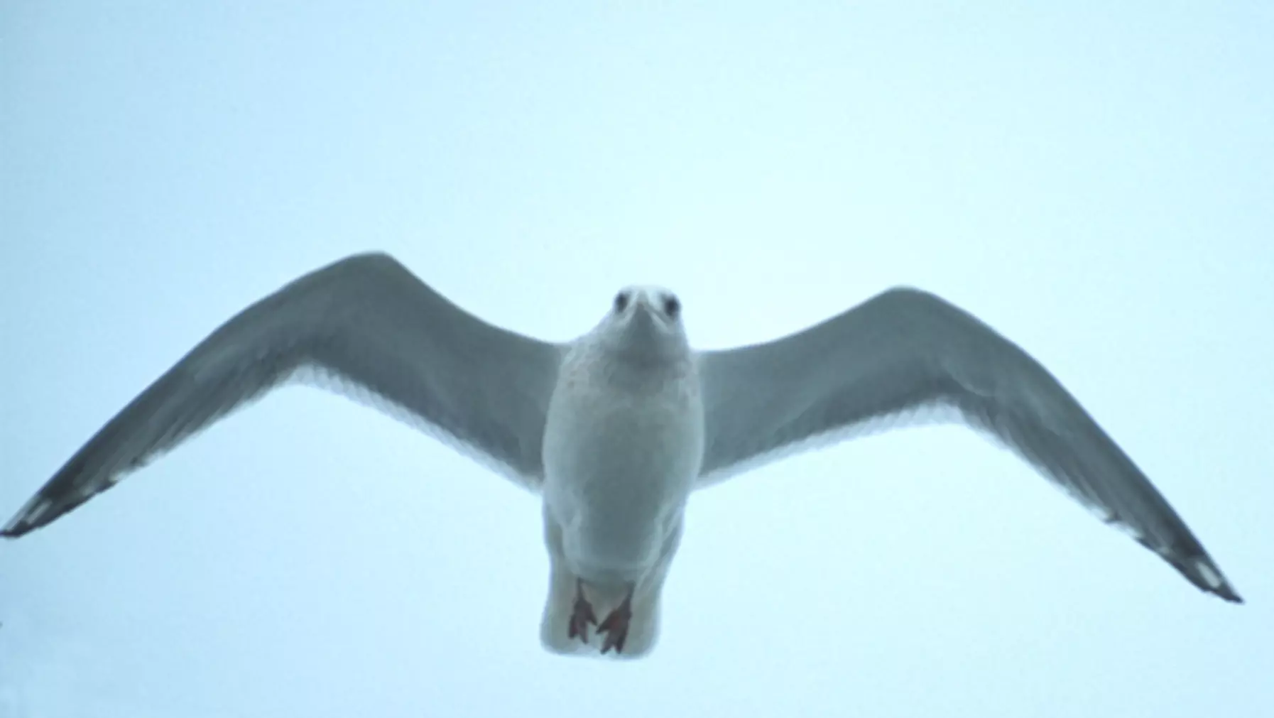 Thayer's Gull (DP)3.jpg