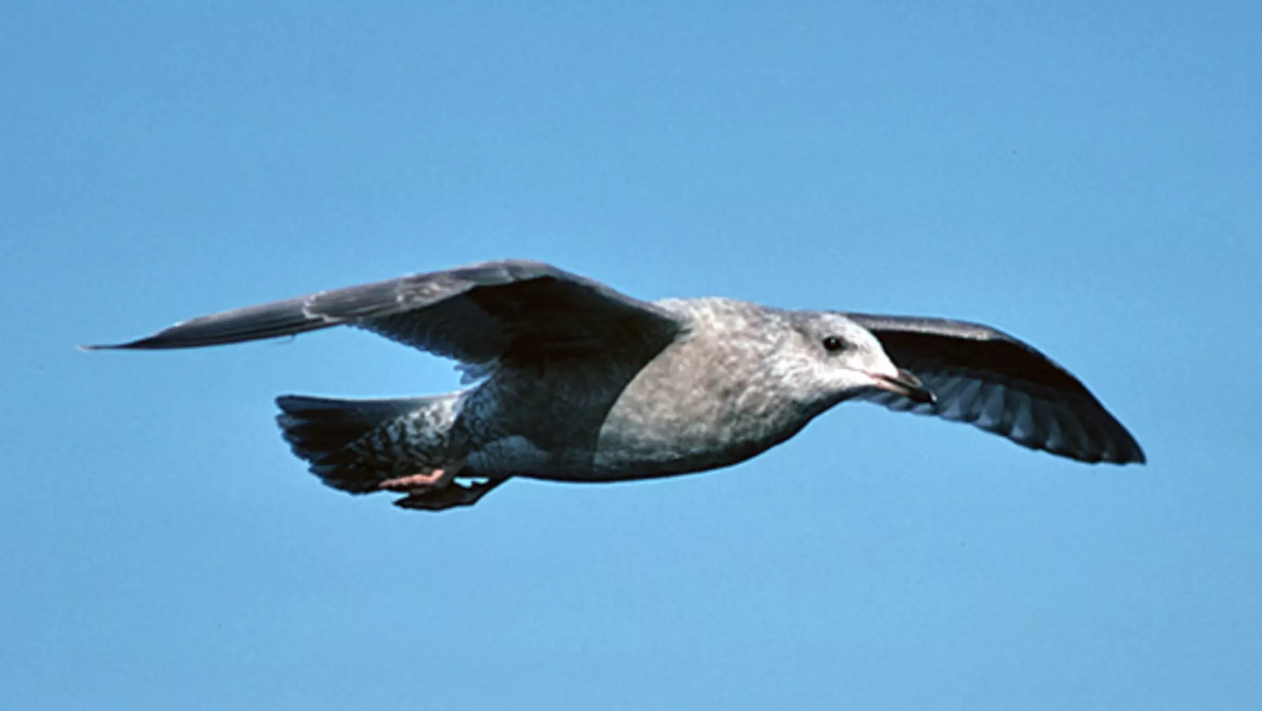 Thayer's Gull (DP)4.jpg