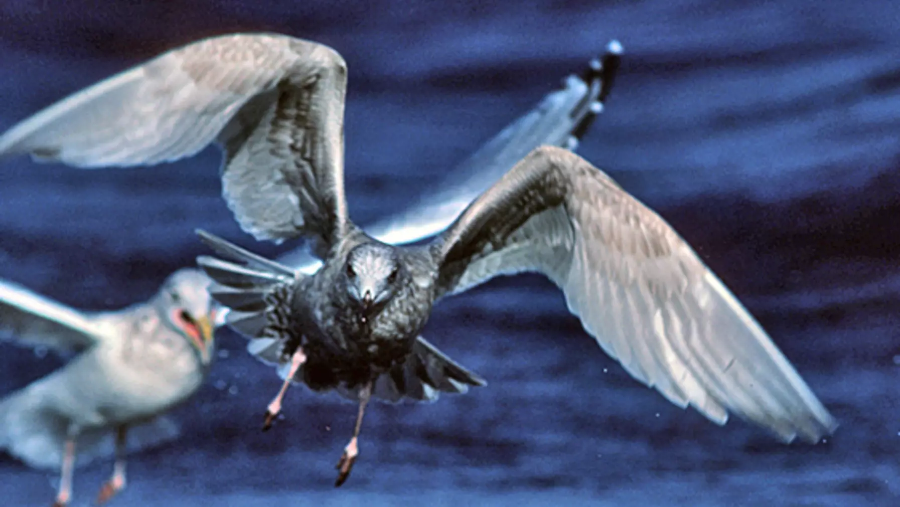 Thayer's Gull (DP)5.jpg