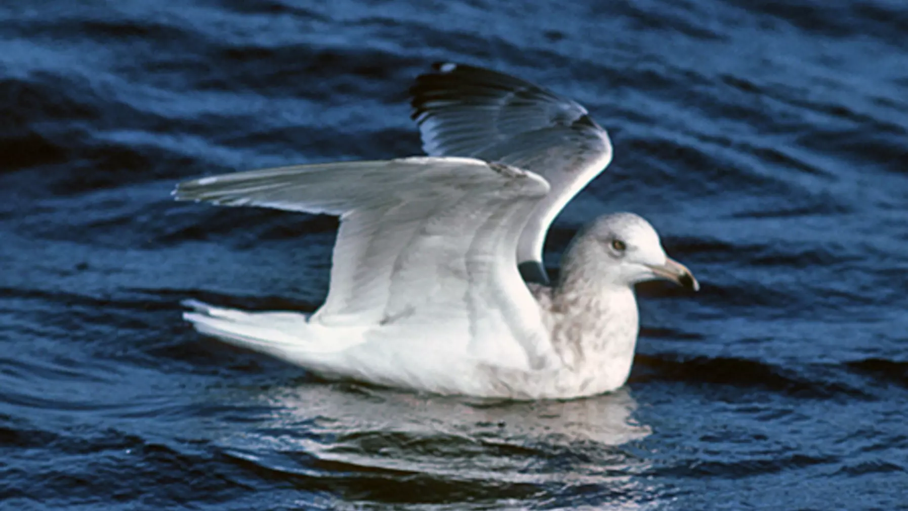 Thayer's Gull (DP)6.jpg