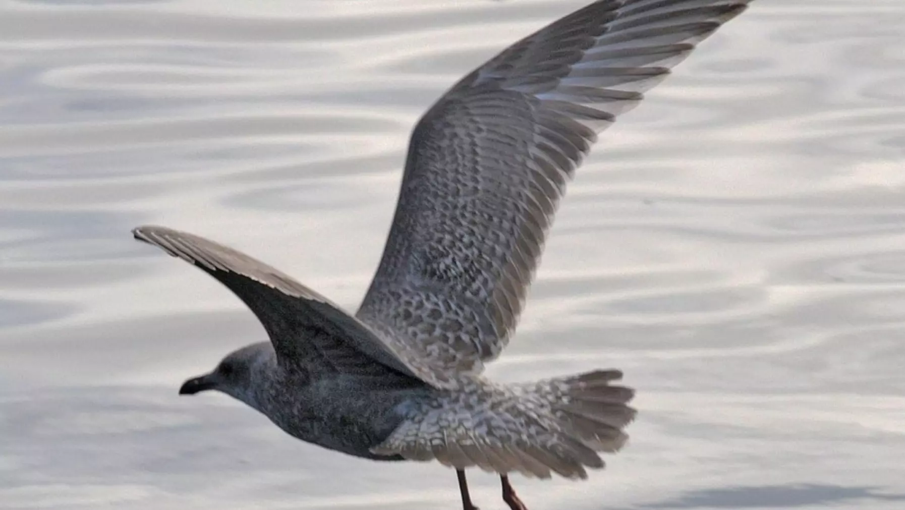 Thayer's Gull A15240.jpg