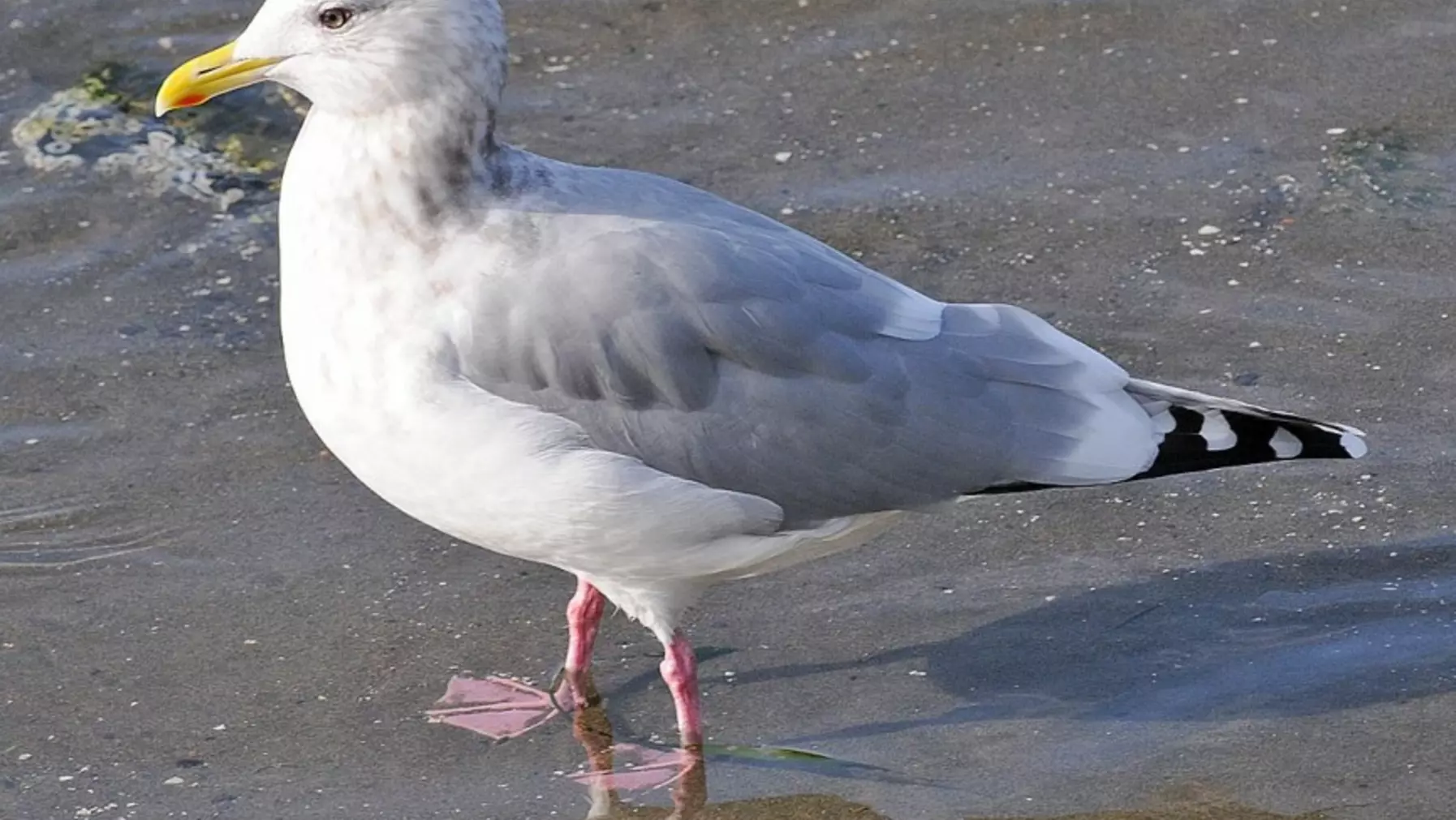 Thayer's Gull A15293.jpg