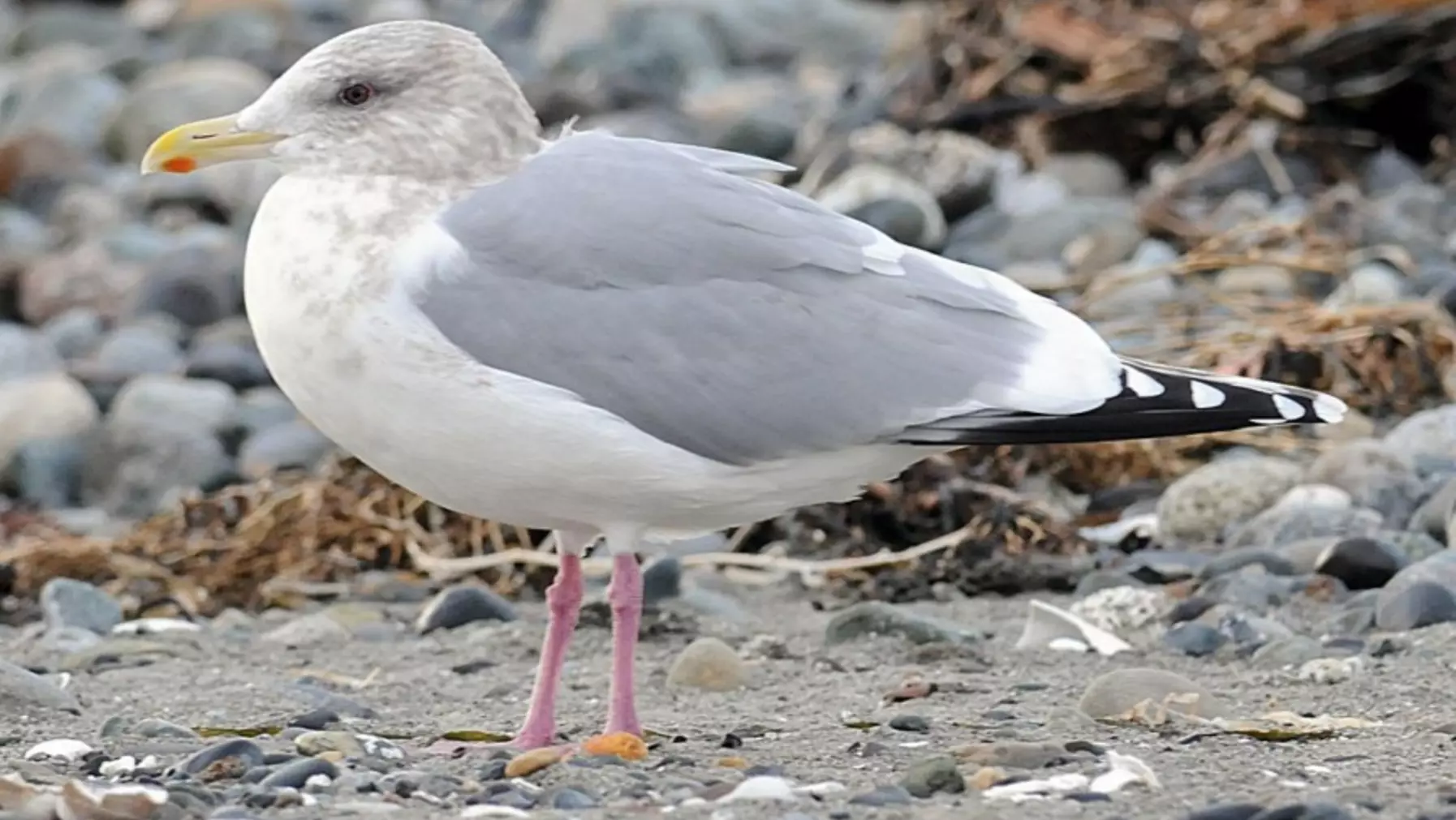 Thayer's Gull A1985.jpg