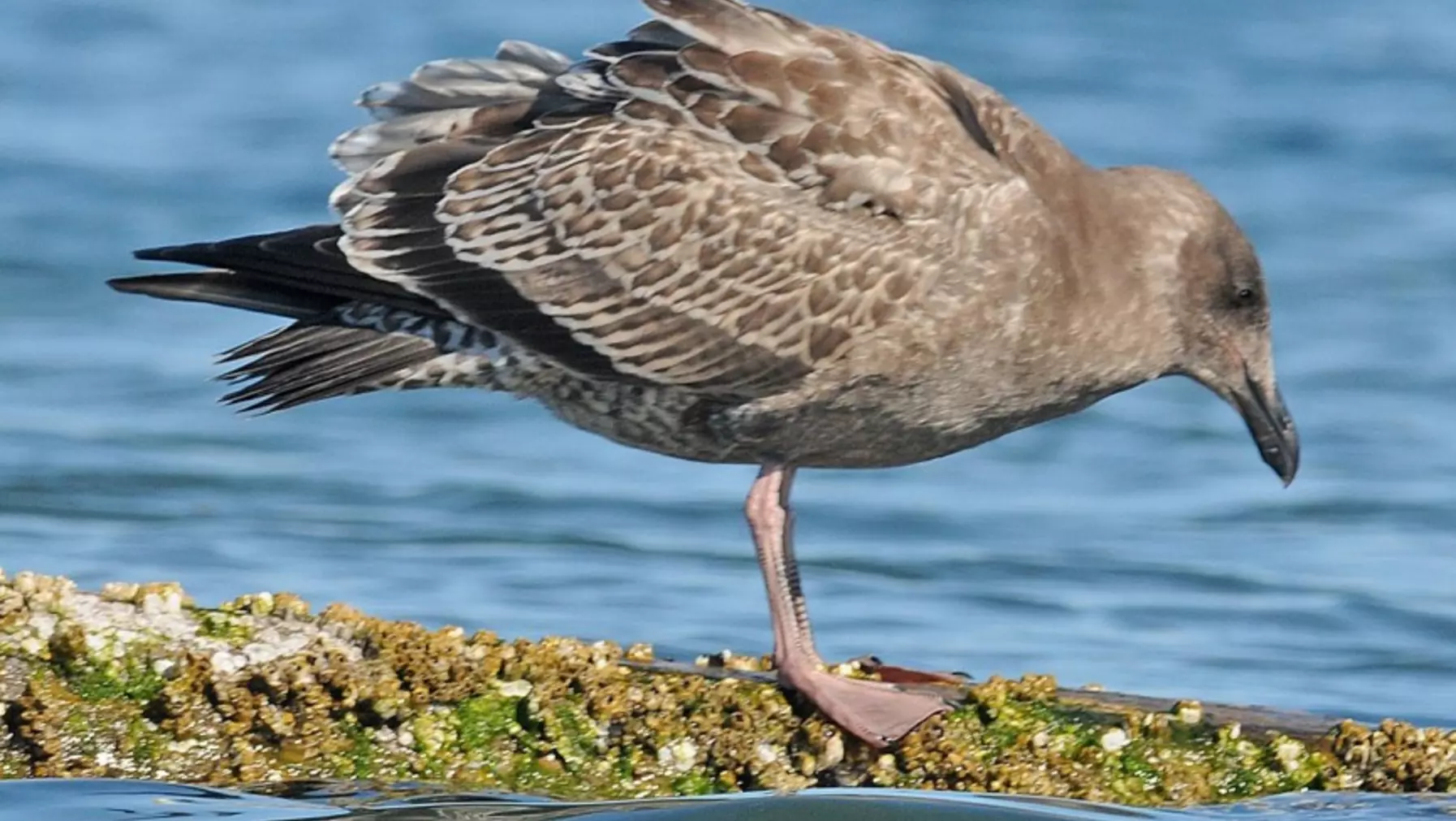 Western Gull A13960.jpg