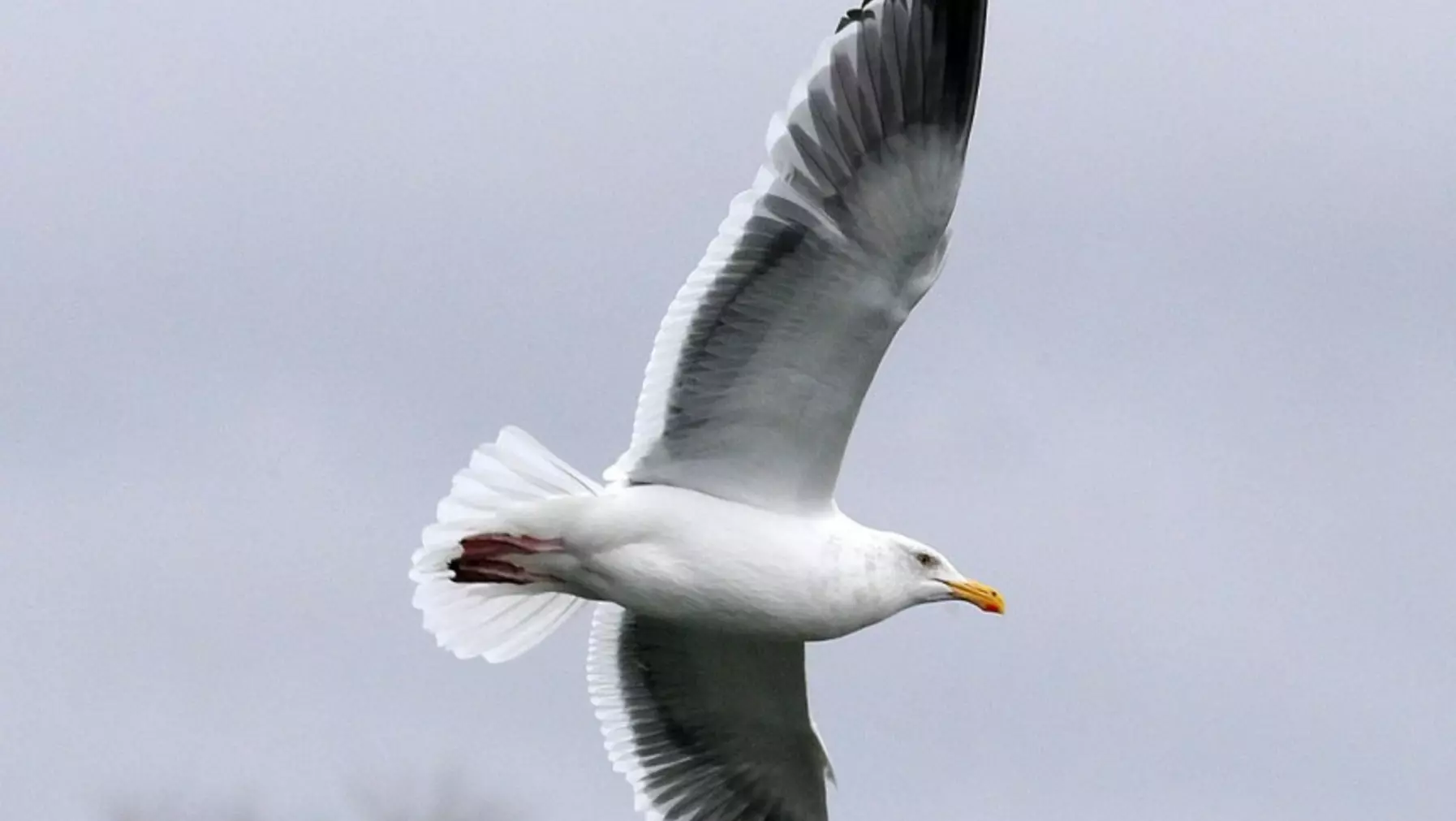 Western Gull A19614.jpg