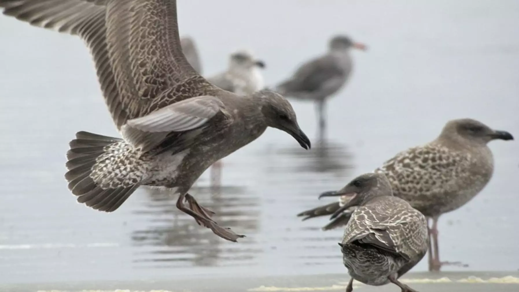 Western Gull D12906.jpg