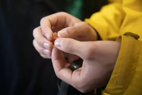 Hands holding a small plastic object at the Diru Creek Salmon Hatchery