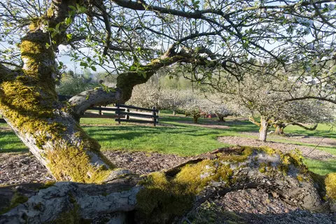 A tree branch with an orchard and fence in the background