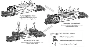 Nurse Log graphic