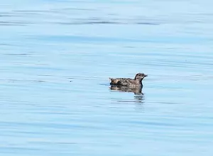 Marbled murrelet