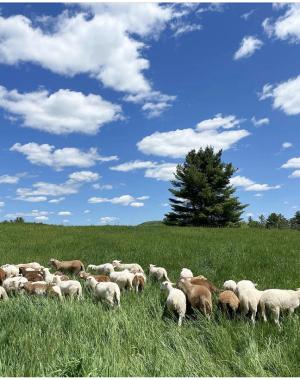 Grassy meadow with sheep and blue skies with puffy white clouds above