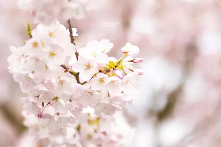 Cherry blossoms on campus