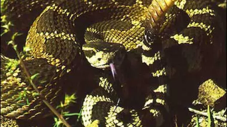 Western Rattlesnake