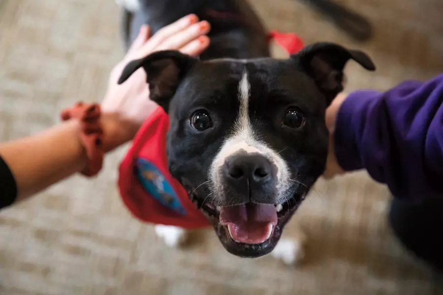 Looking down at a happy dog