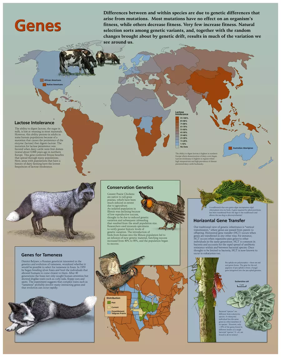 Genes Chart