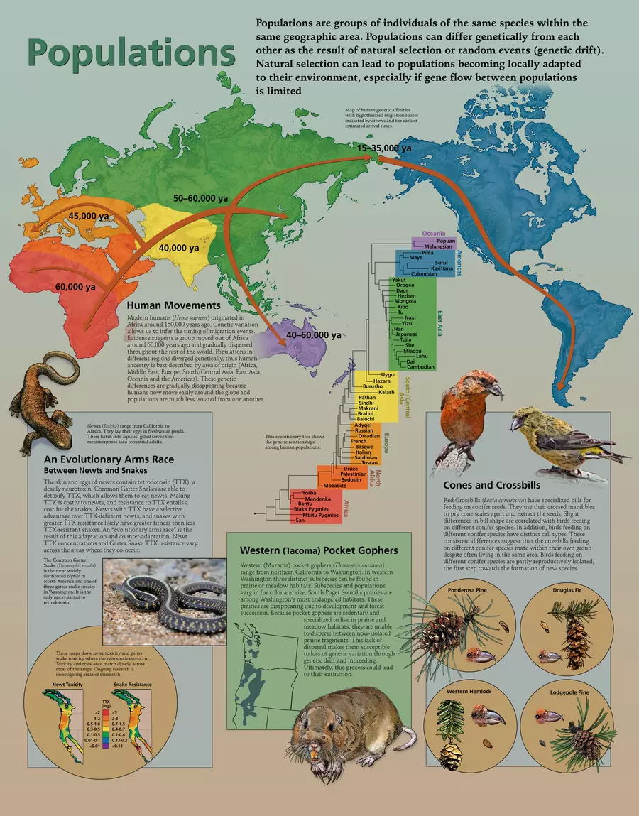 Populations Chart