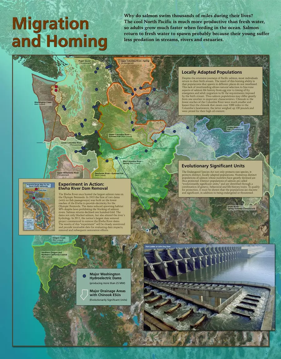 Salmon Migration chart