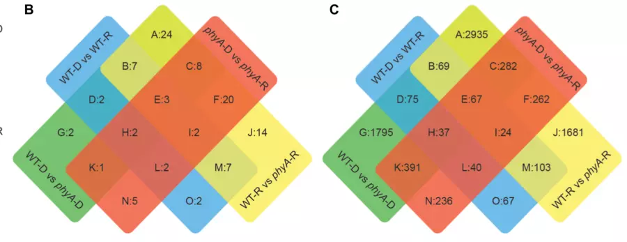 tomato PHYTOCHROME A regulation of carbon flux 