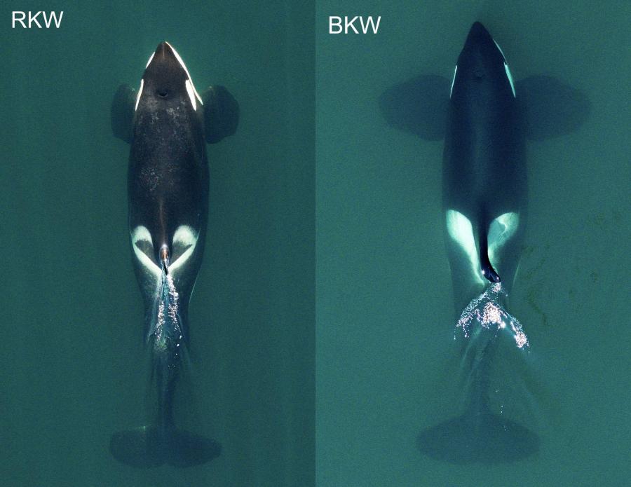 Comparison images of the Resident Killer Whale (left) and the Bigg's Killer Whale (right)