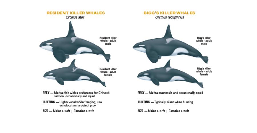 Illustration depicting the differences between the Resident Killer Whale and the Bigg's Killer Whale